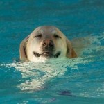 4711677_animals-who-heart-summer-more-than-humans_e072d604_m
